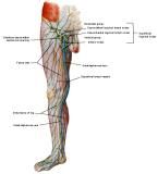 Anatomie: heup,bovenbeen,knie,onderbeen,enkel,voet,acetabulum,collum femoris,trachanter,femur,epicondyl,meniscus,kruisband,cruciate ligament,patella,knieschijf,tibia,fibula,malleolus,talus,calcaneus,tarsus,metatarsus,phalanx,falanx,quadriceps femoris,rectus femoris,sartorius,tensor fasciae latae,tractus iliotibialis,biceps femoris,gastrocnemius,semimembranosus,semitendinosus,soleus,suralis,vena saphena parva,vena saphena magna,sciatic,ischiadicus,peronea